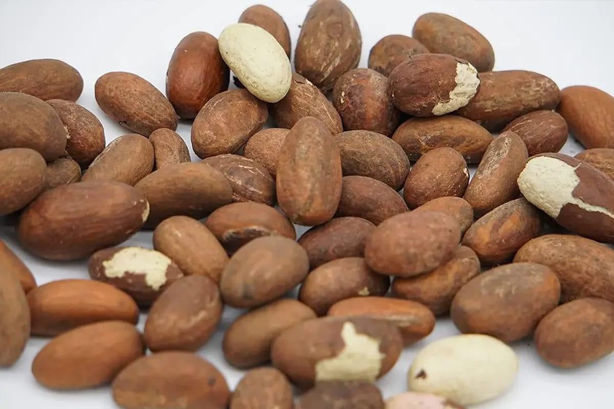 Bitter Colas - kola nud - petit Colas - Colas amér africain
- Noix de petit colas fraîches -Noix de kola naturelles d’Afrique
