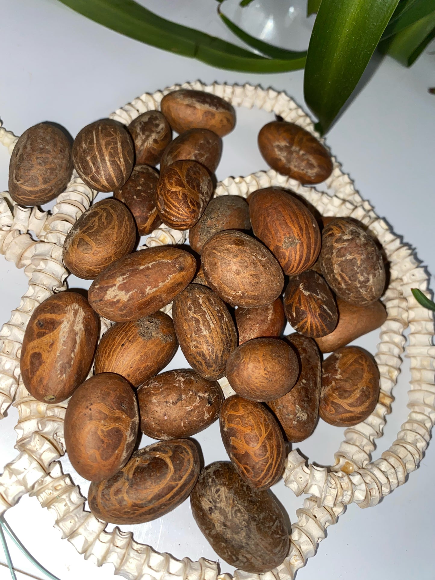 Bitter Colas - kola nud - petit Colas - Colas amér africain
- Noix de petit colas fraîches -Noix de kola naturelles d’Afrique