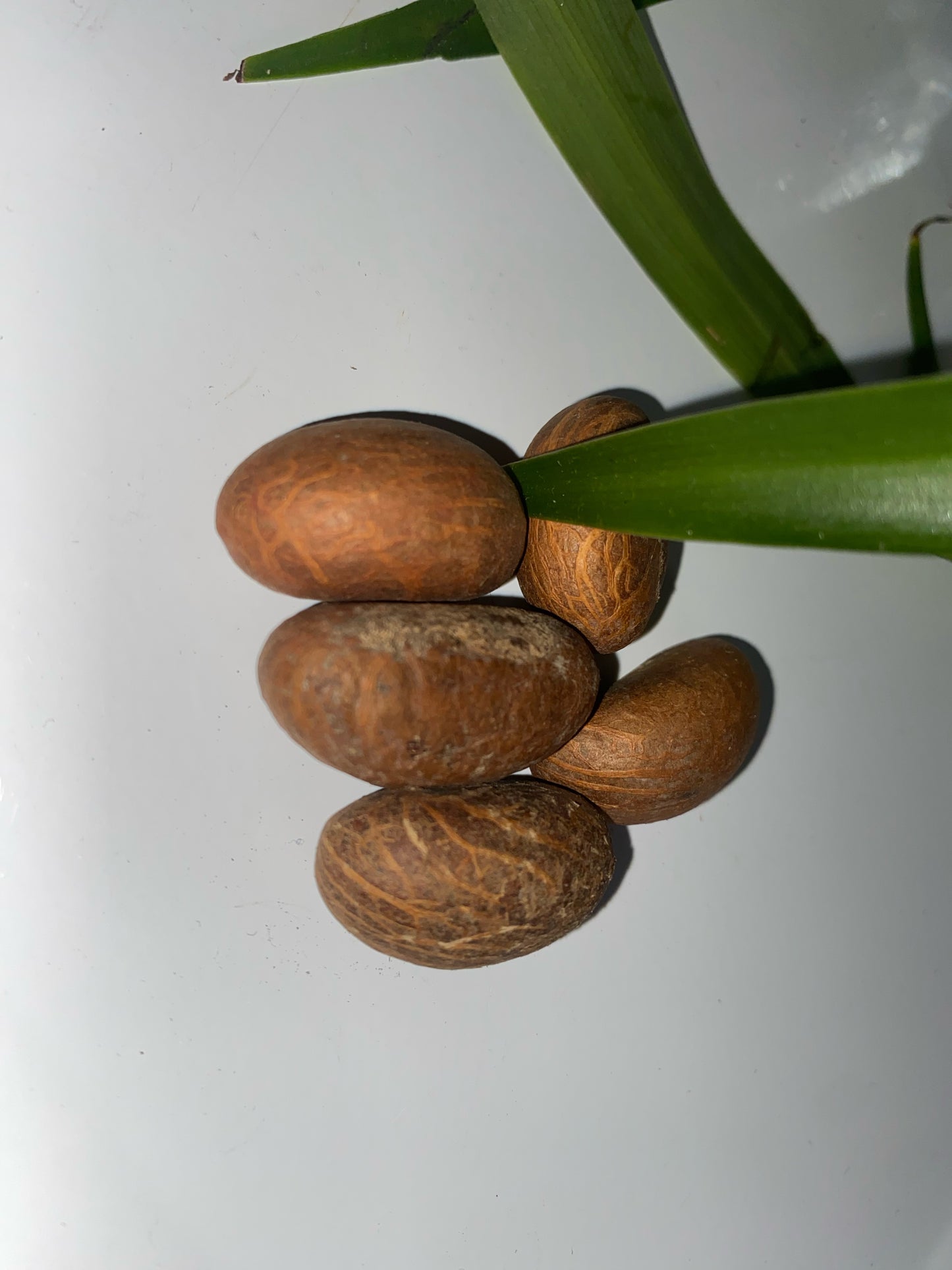 Bitter Colas - kola nud - petit Colas - Colas amér africain
- Noix de petit colas fraîches -Noix de kola naturelles d’Afrique