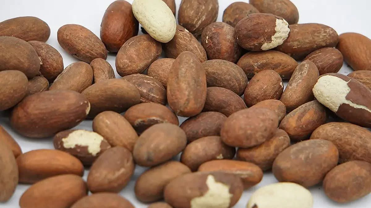 Bitter Colas - kola nud - petit Colas - Colas amér africain
- Noix de petit colas fraîches -Noix de kola naturelles d’Afrique