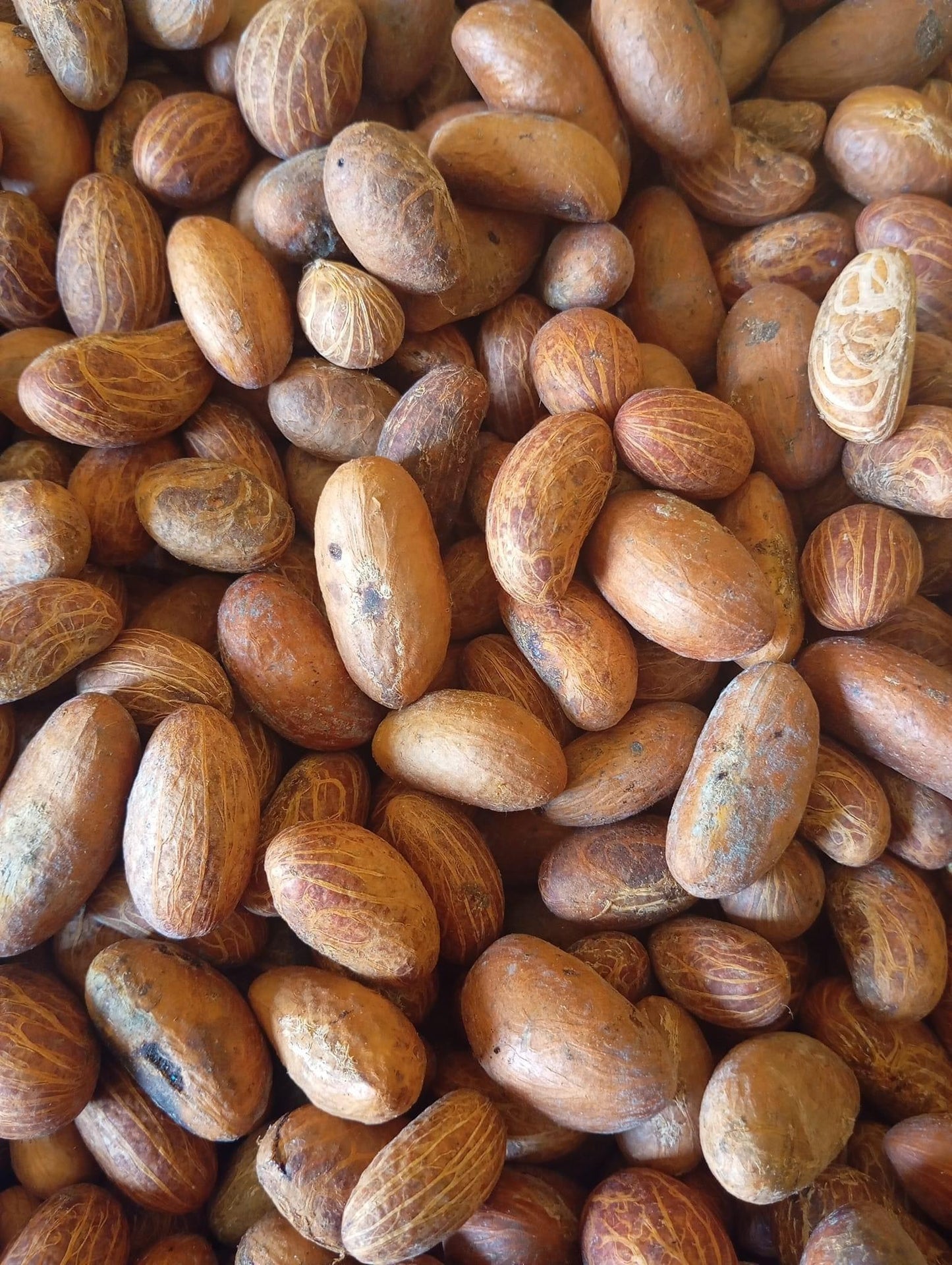 Bitter Colas - kola nud - petit Colas - Colas amér africain