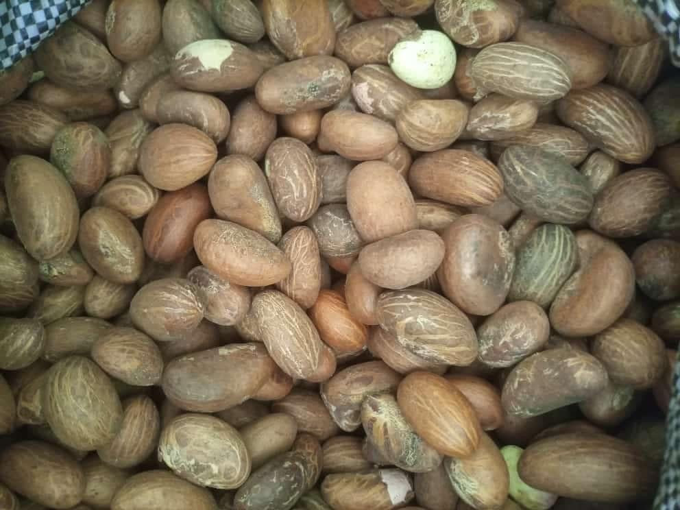 Bitter Colas - kola nud - petit Colas - Colas amér africain
- Noix de petit colas fraîches -Noix de kola naturelles d’Afrique