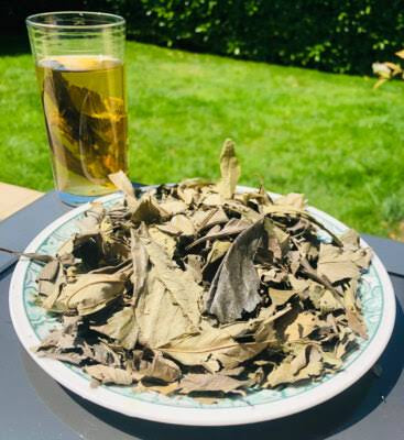 Kinkeliba Bio - Feuilles Séchées Artisanales (ou Kinkeliba du Sénégal / Infusion Détox)- Tisanes longue vie