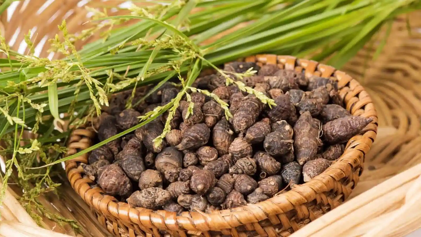 Gowé - Encens naturel -Gowé Parfumé - Cyperus rotundus 100g